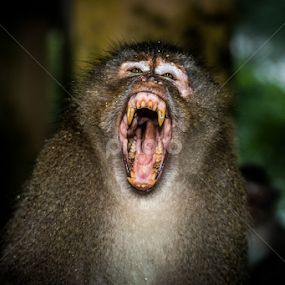 Angry Con Son Long-tailed Macaque (Macaca fascicularis condorens by Scott Trageser - Animals Other Mammals