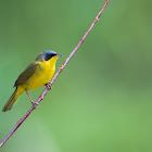 Masked yellowthroat (male)