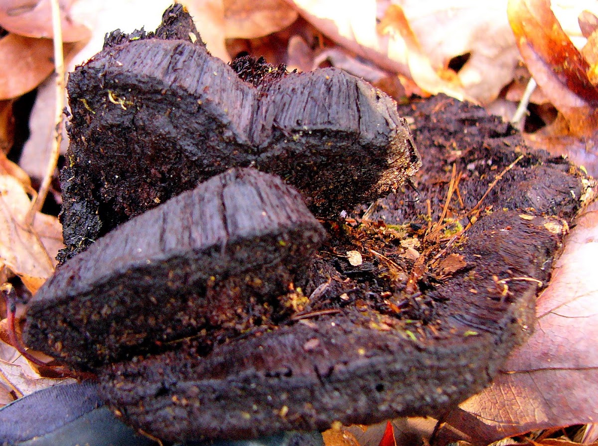 Unknown Black Fungus