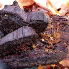 Unknown Black Fungus