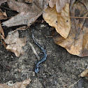 Mississippi Slimy Salamander