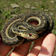 Common Garter Snake