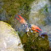 crayfish, Flusskrebs