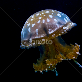 Jellyfish #3 by Christopher Fenning - Animals Sea Creatures