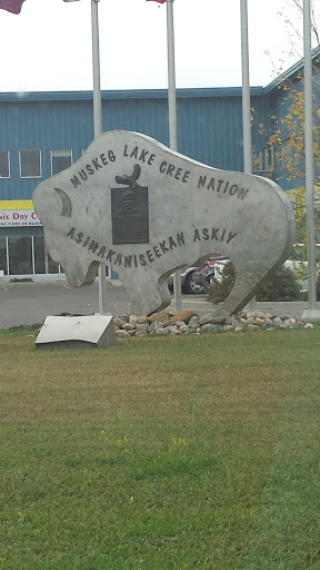 Cree Nation Buffalo 