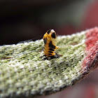 Broken Exuvia of a Ladybug