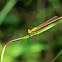 Orange-tailed sprite (琉球橘黃蟌)