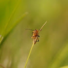 Leather Winged Beetle