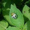 Green Stink bug 
