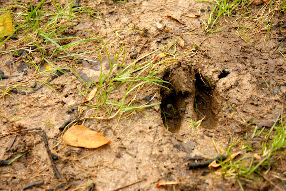 White-tailed Deer tracks | Project Noah
