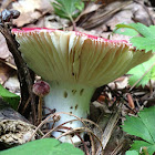 Bolete