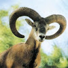 Agrino, Cypriot Mouflon