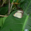 Pierid buttlerfly