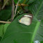 Pierid buttlerfly