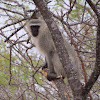 Vervet monkey