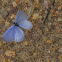 Blue butterfly