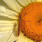 Spotted crane fly