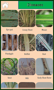 Lastest Sugarcane English APK for Android