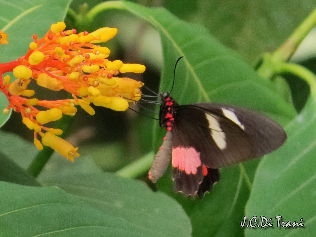 Parides Butterfly