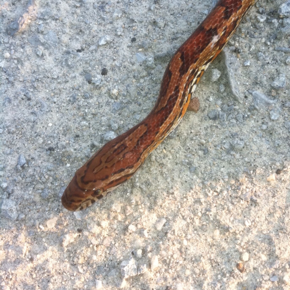 Corn snake