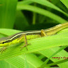 Asian grass Lizard