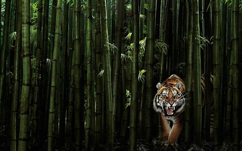 Lastest Tigers - HD Wallpapers APK for PC