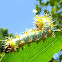 Emperor gum moth larva