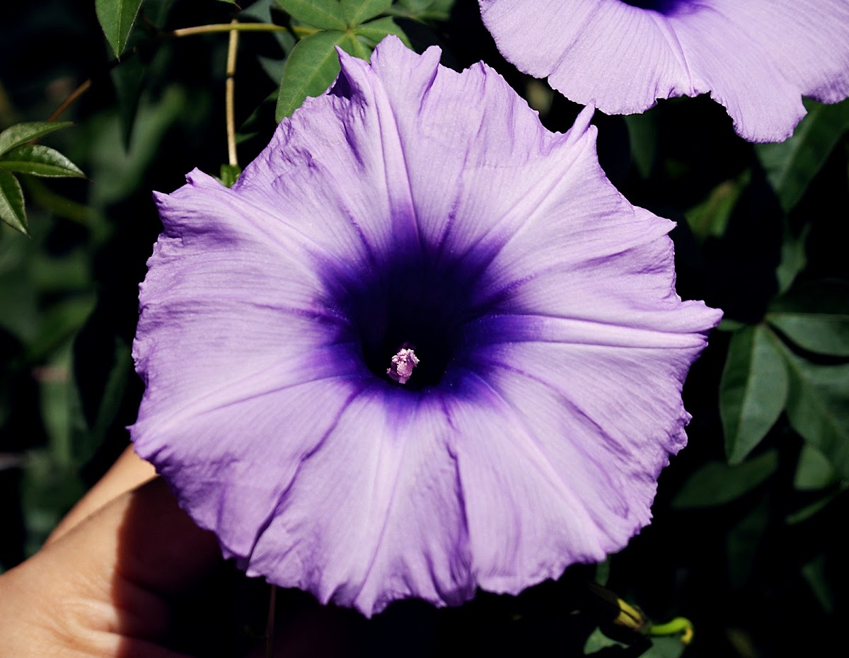 Hawaiian Baby Woodrose Project Noah