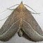 Curve-lined Owlet Moth