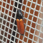 Gegürtelte Schnellkäfer, click beetle