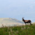 Blesbok