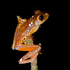 Harlequin Tree Frog