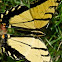 Two-tailed Swallowtail