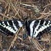 Pale Swallow Tail