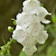 White Flowered Foxglove