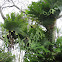 Giant Staghorn Ferns (epiphyte)