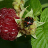 Two-spotted Stink Bug