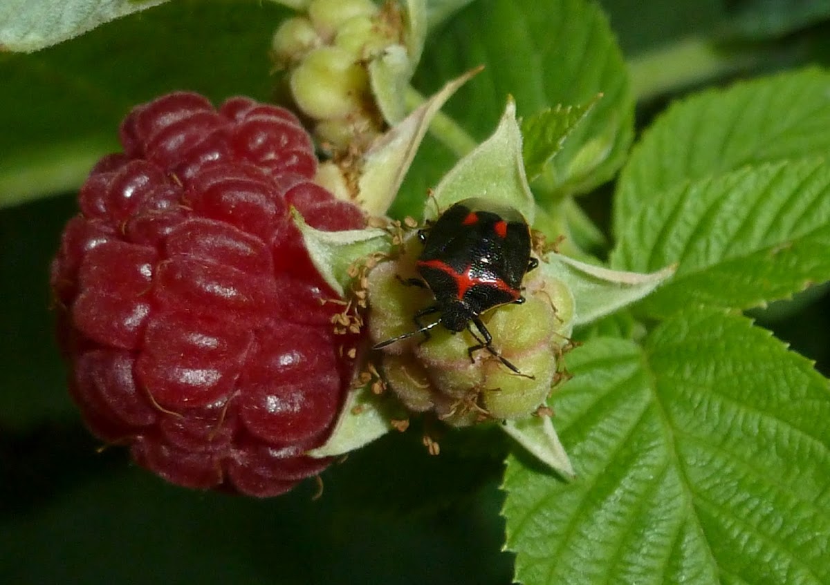 Two-spotted Stink Bug