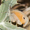 Small Heath Butterfly