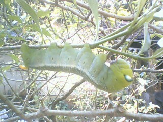 oleander hawk moth caterpillar