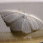 Virgin Moth