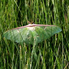 Luna Moth