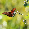 Gulf Fritillary or Passion Butterfly