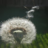 Dandelion Blow Flower