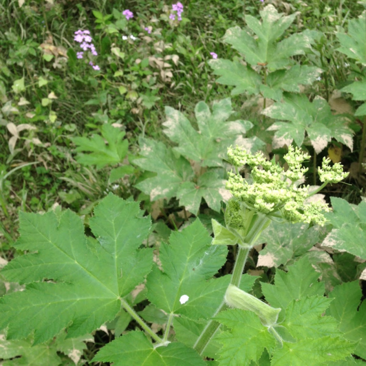 Cow parsnip