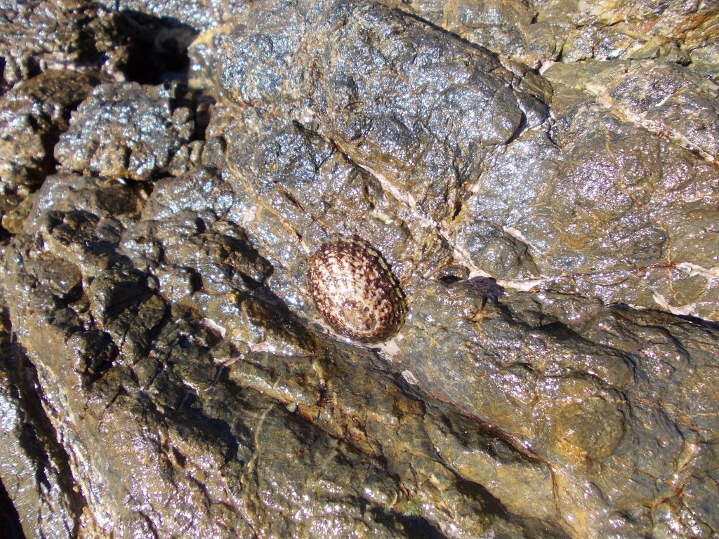 NZ common limpet