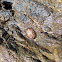 NZ common limpet