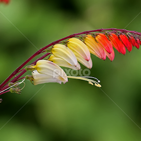Flowers by Nikola Vlahov - Flowers Flower Gardens