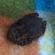 Eastern American toad