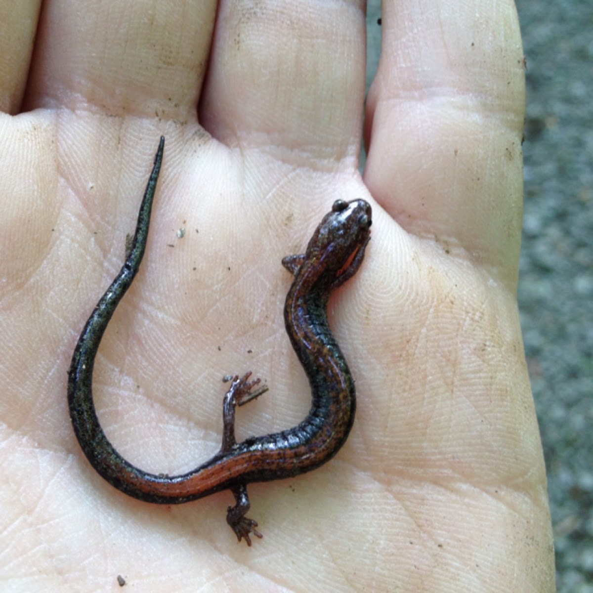 Red back salamander